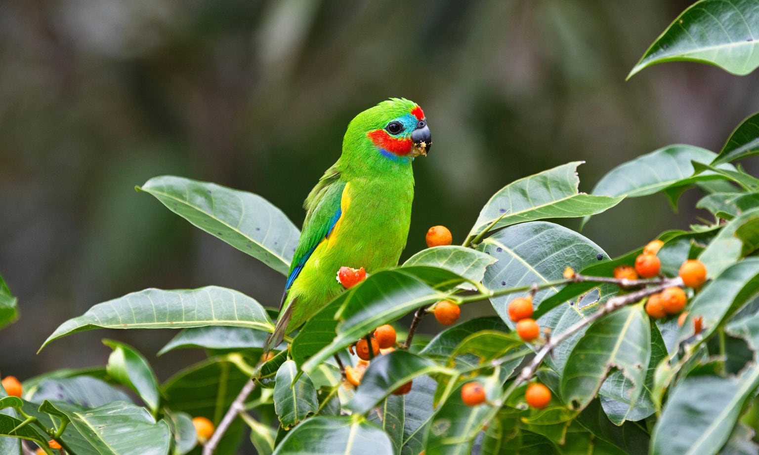 The double-eyed fig parrot is Australia’s tiniest parrot - Australian ...