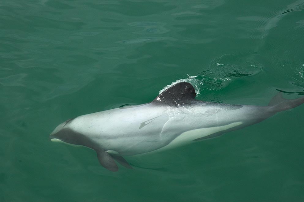 New Zealand’s Hector dolphins are the smallest and rarest in the world