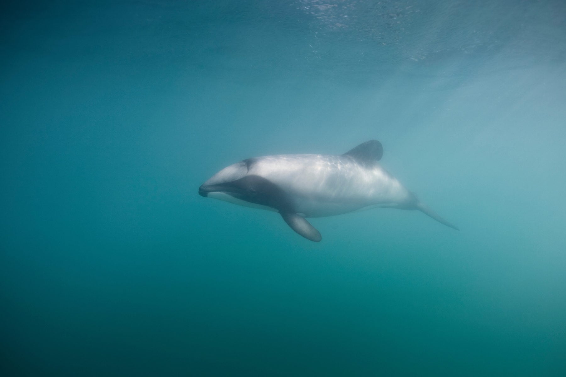 New Zealand’s Hector dolphins are the smallest and rarest in the world