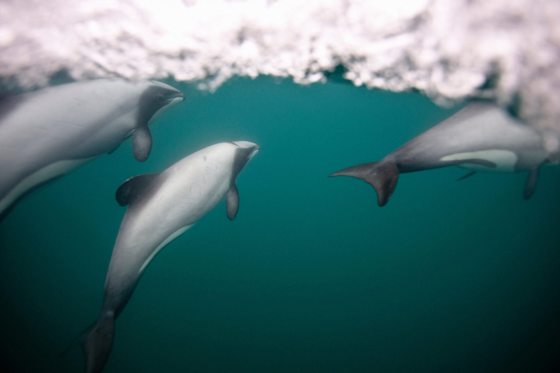 New Zealand’s Hector dolphins are the smallest and rarest in the world