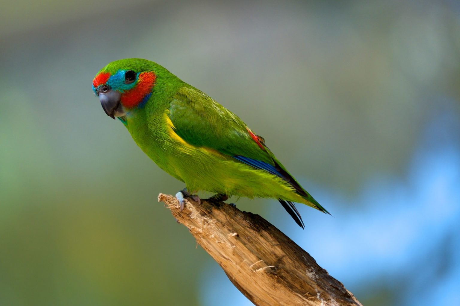 The double-eyed fig parrot is Australia’s tiniest parrot - Australian ...