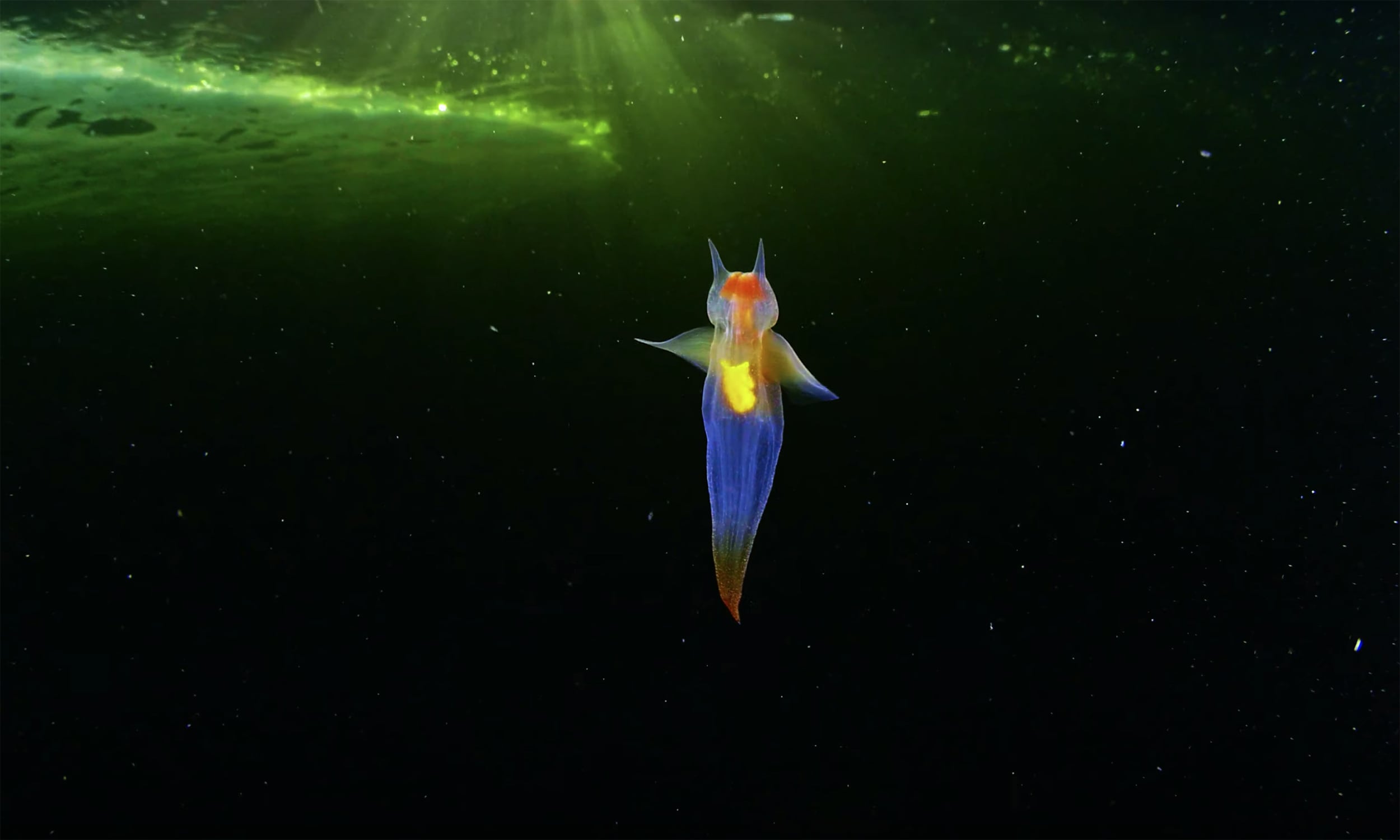 Sea Angels Are Mind Bogglingly Weird Australian Geographic