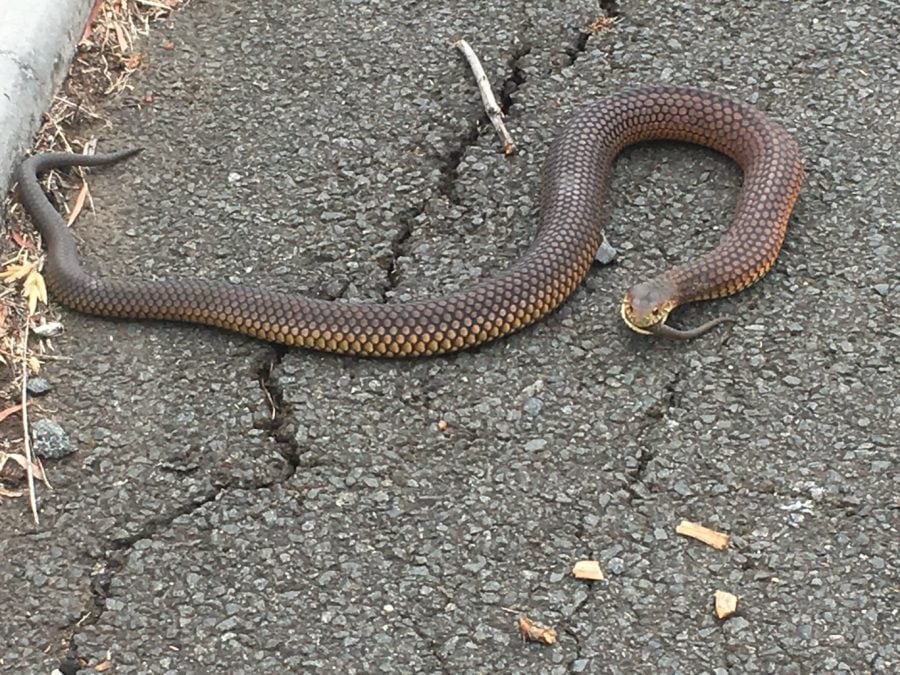 Copperhead Snake Pictures