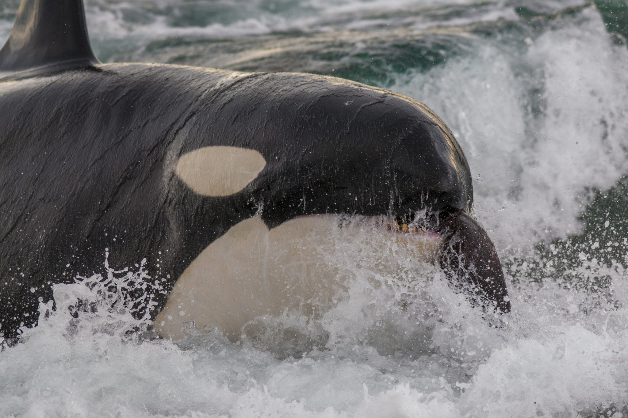 Orca vs great white: killer duel explained - Australian Geographic