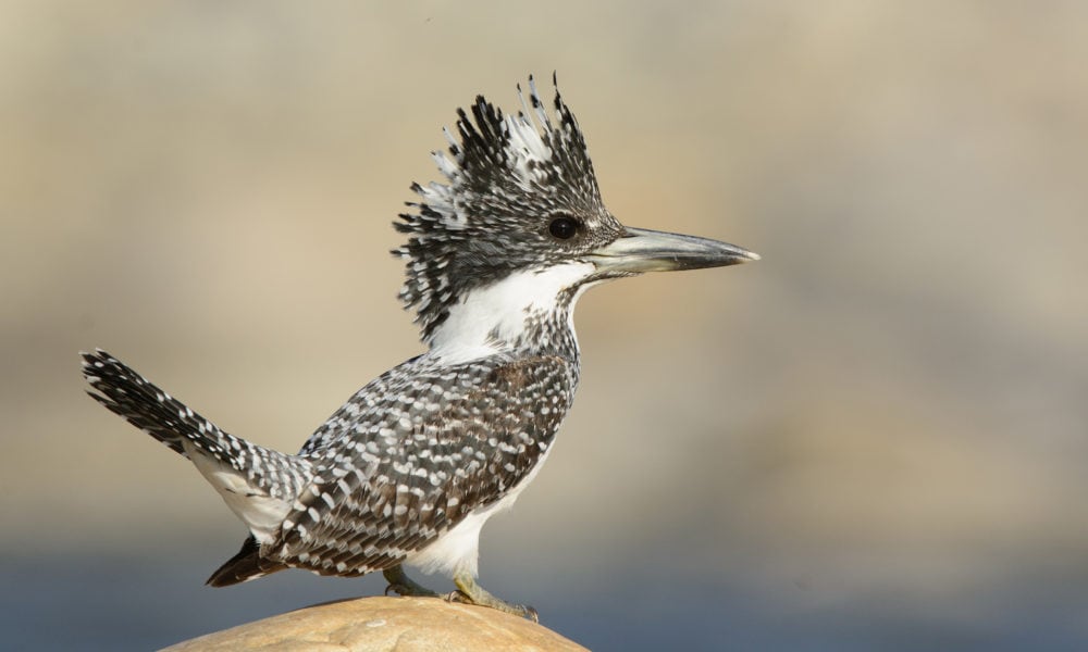 the-crested-kingfisher-wears-the-most-impressive-crown-australian