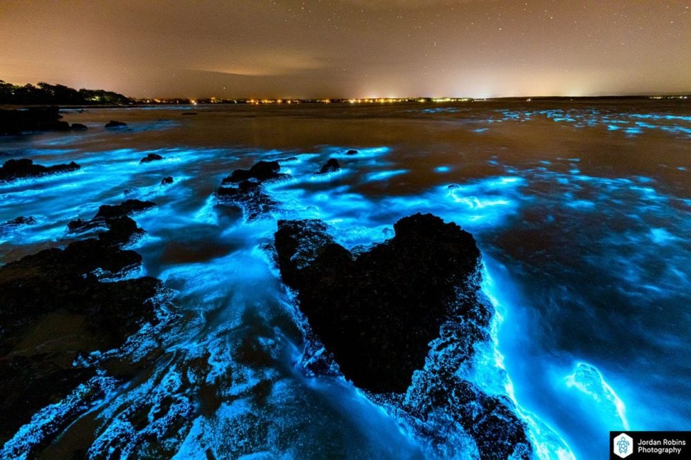 Bioluminescence Lights Up Jervis Bay On Anzac Day