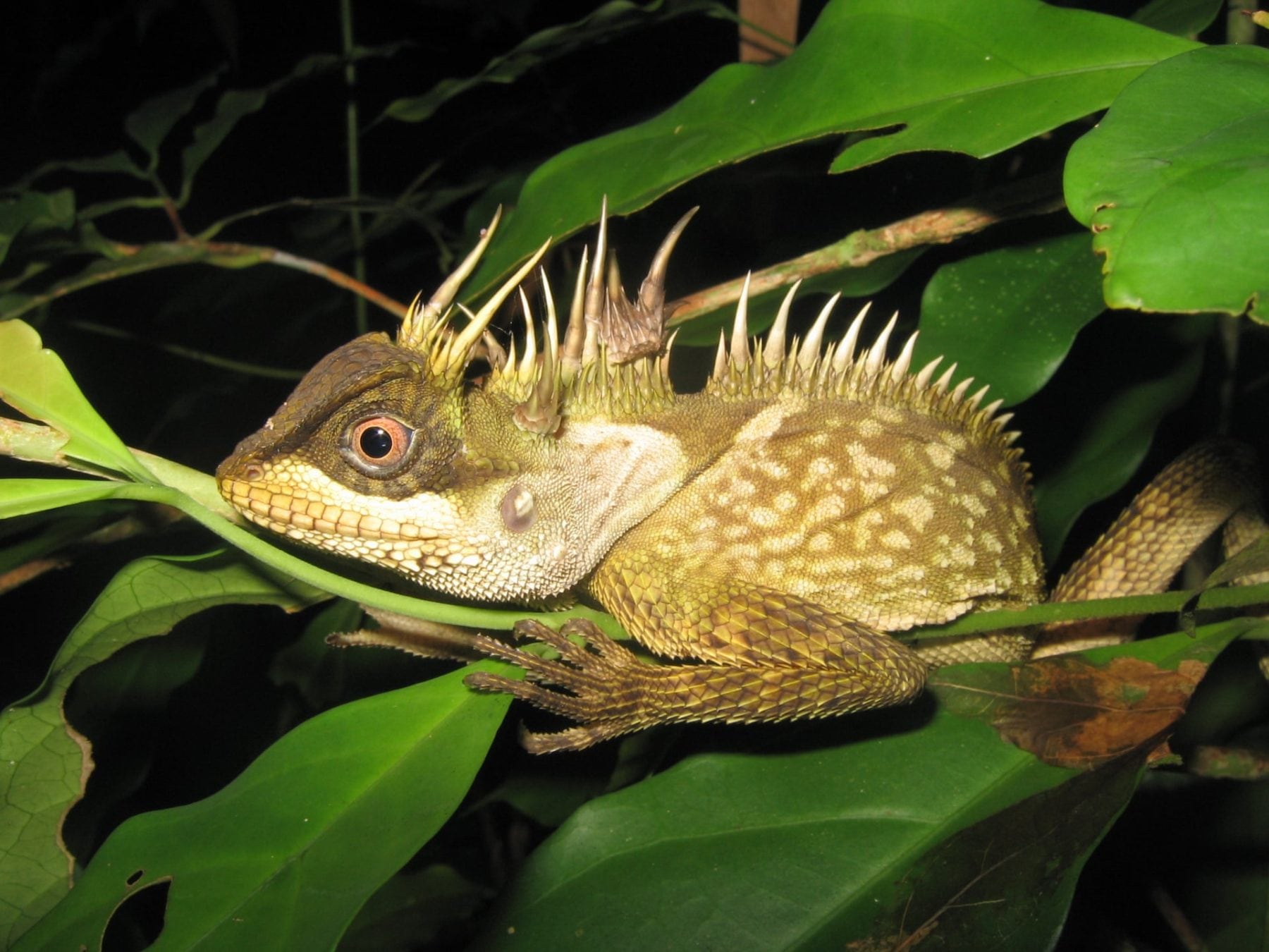 The Phuket horned tree agamid has mighty Godzilla spines - Australian