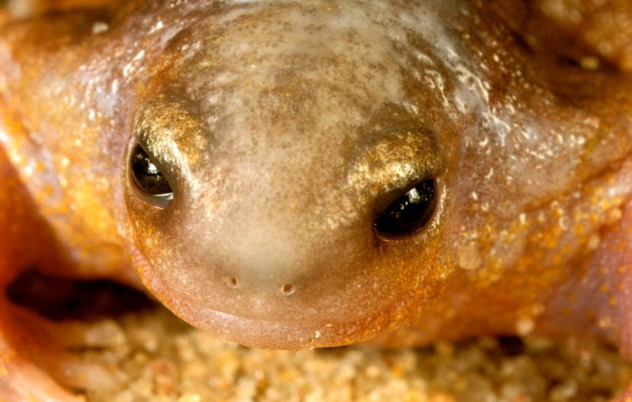 The frog that looks like a turtle - Australian Geographic