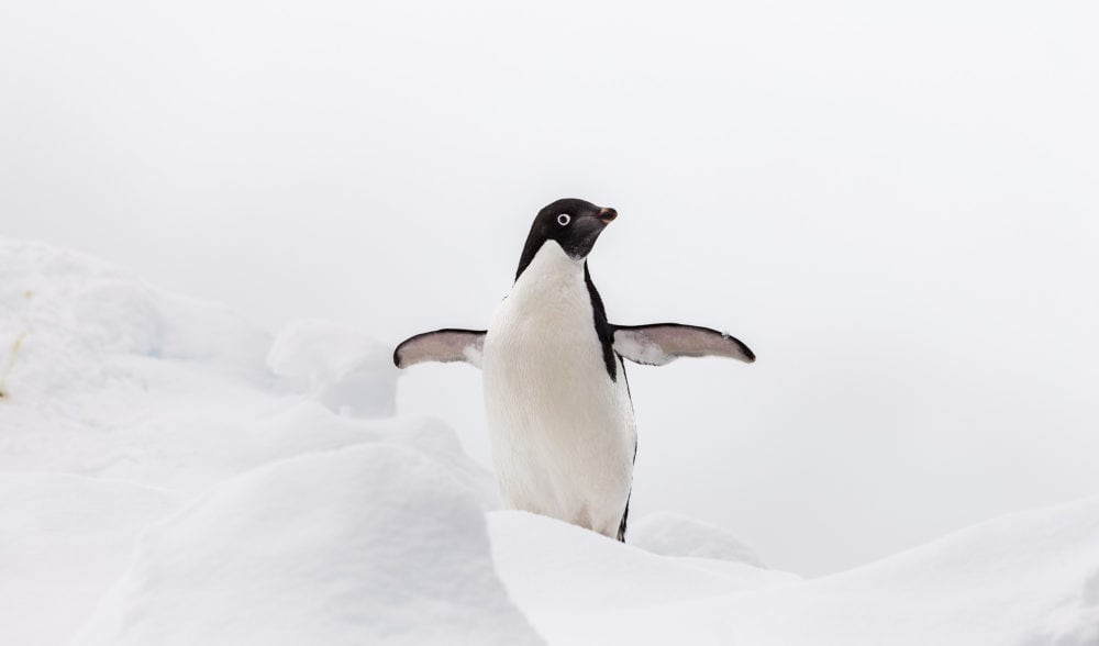 The “depraved” Sex Acts Of “hooligan” Penguins Horrified Polar Explorer Journals Reveal 