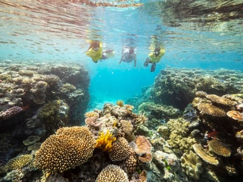 The new Great Barrier Reef ambassadors - Australian Geographic