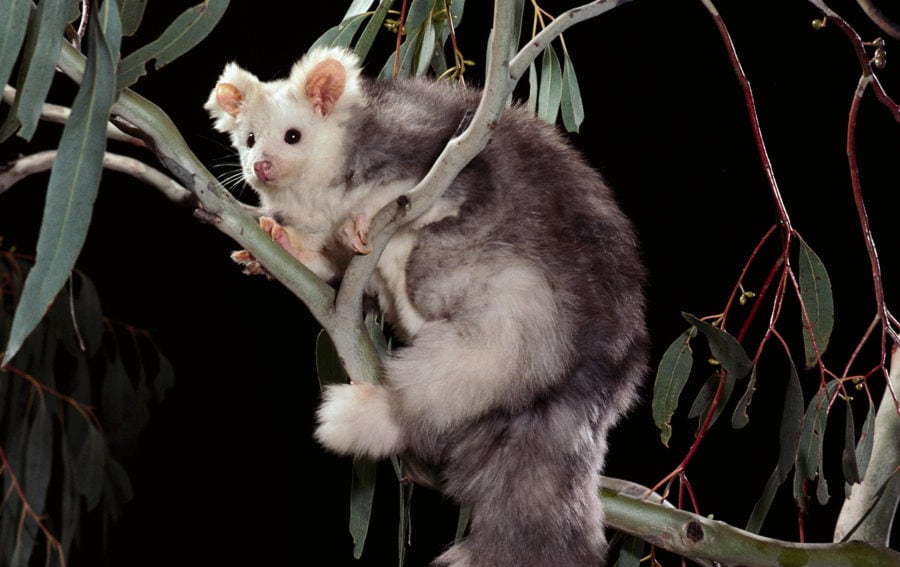 A Pocketful of Wonders: Exploring Australia's Unique Marsupial Rodents