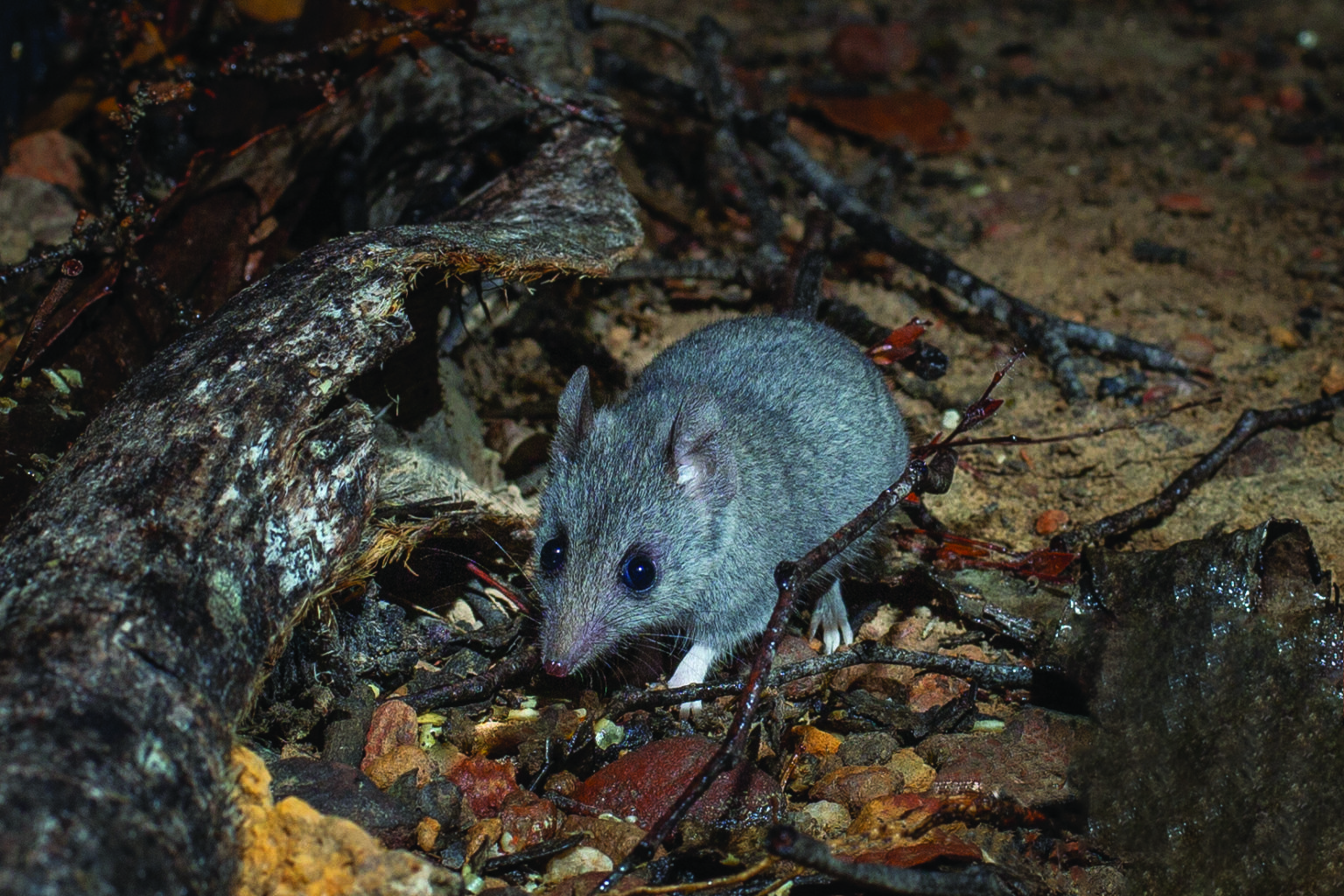 Rare image of the Kangaroo Island dunnart captured - Australian Geographic