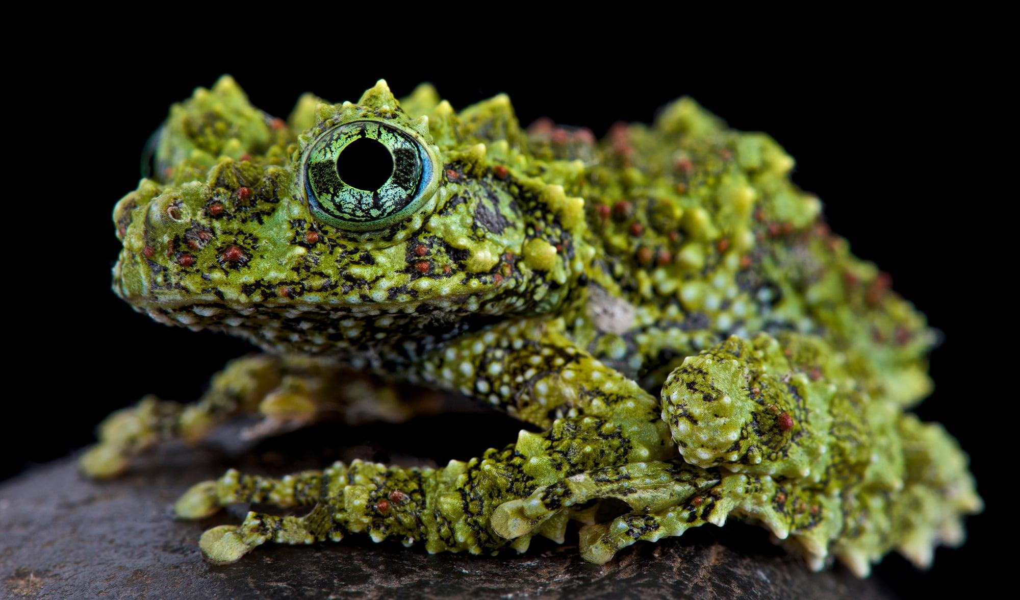 Vietnamese mossy frog  Smithsonian's National Zoo and