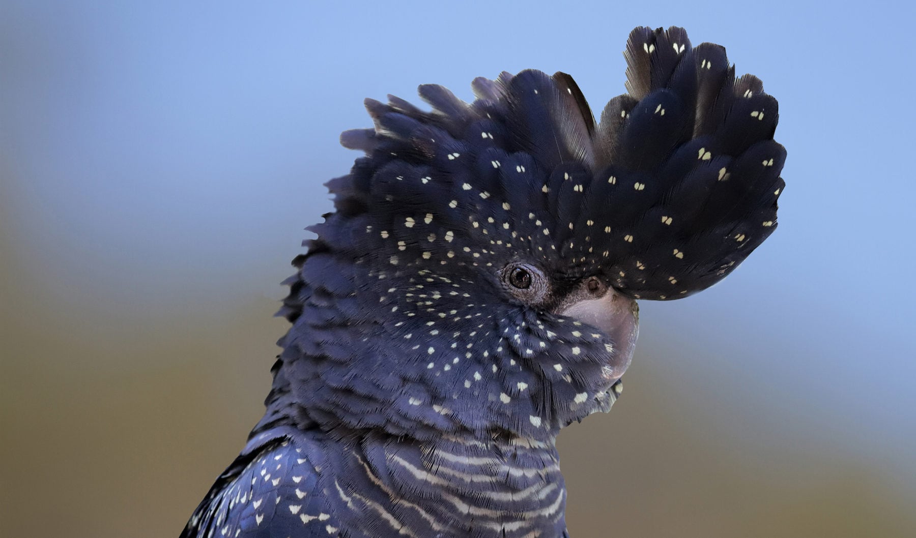 of red-tailed black cockatoo discovered - Australian Geographic