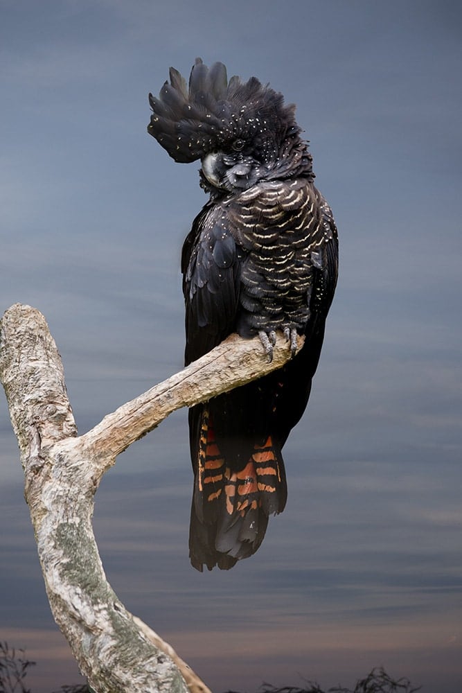 New Subspecies Of Red Tailed Black Cockatoo Discovered Australian Geographic 