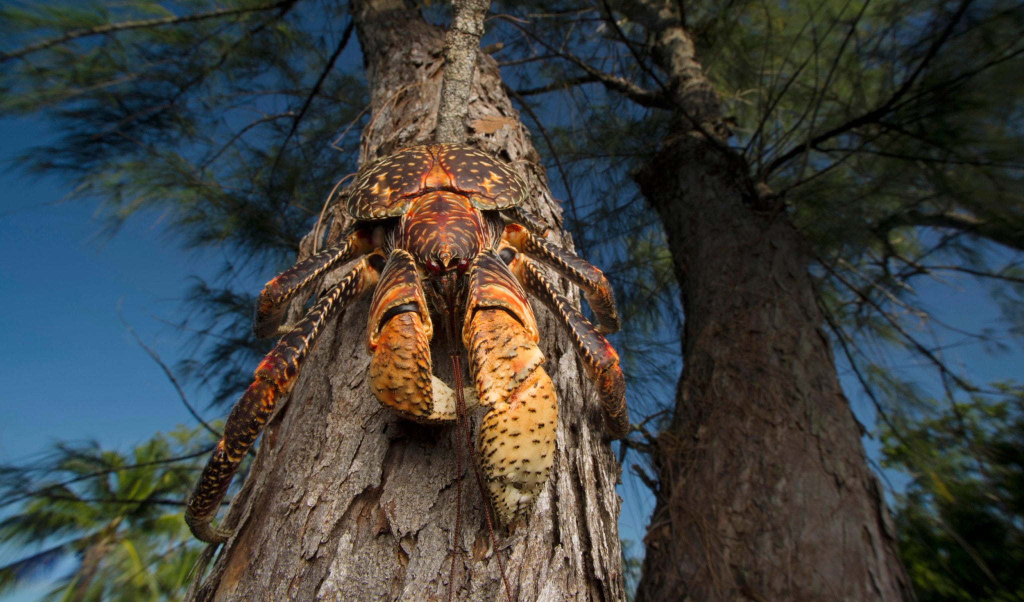 An Amelia Earhart conspiracy, a missing rifle and powerful pincers: the coconut crab is an icon