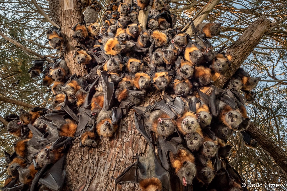 'They’re in trouble’: photograph reveals struggle of Australia’s flying