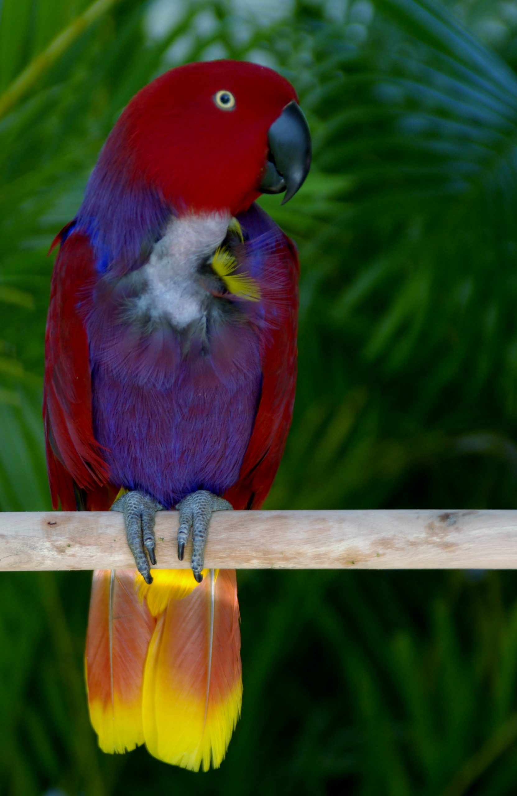 The Eclectus Parrot Is Mind-bendingly Beautiful - Australian Geographic