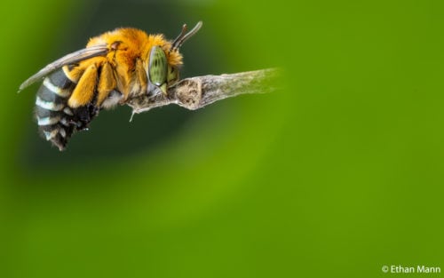 2020 AG Nature Photographer of the Year winners - Australian Geographic