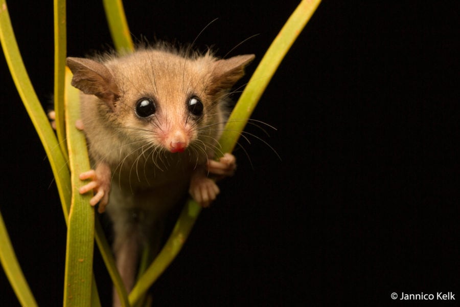 Photographer captures rare, close-up image of elusive scaly-tailed ...