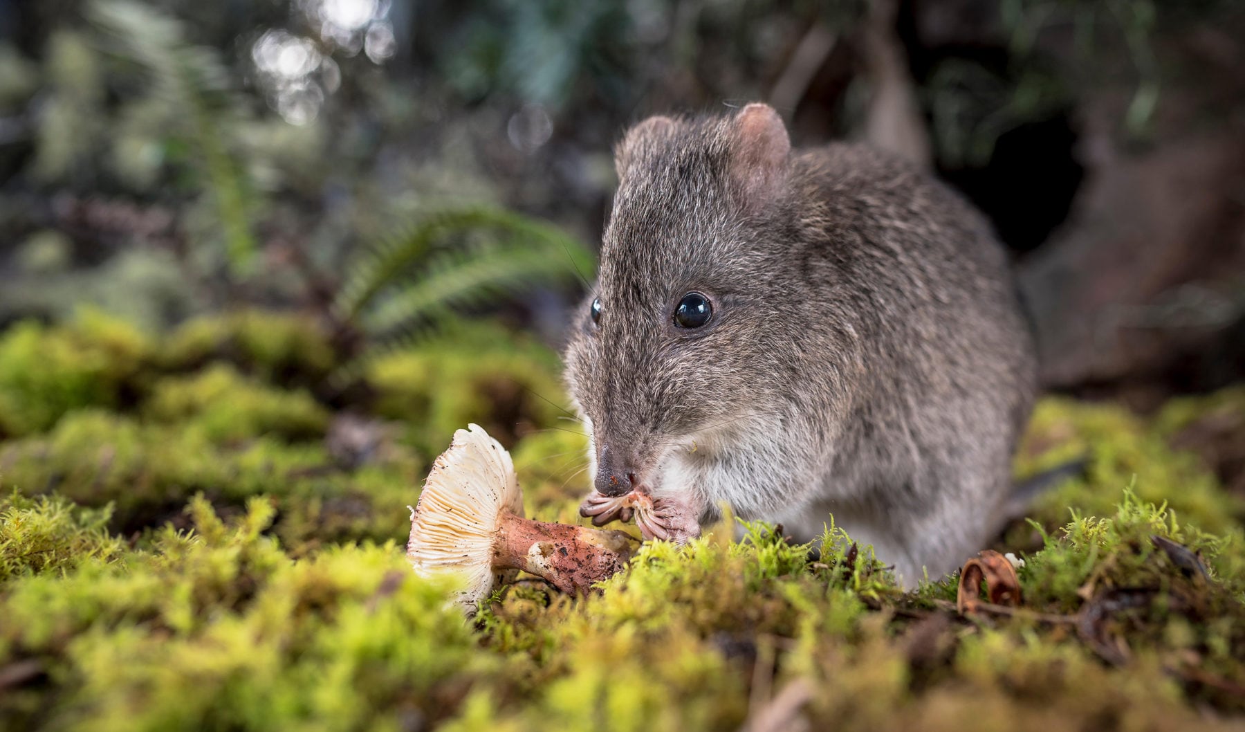 The long-nosed potoroo outsmarts and lives alongside cats - Australian ...