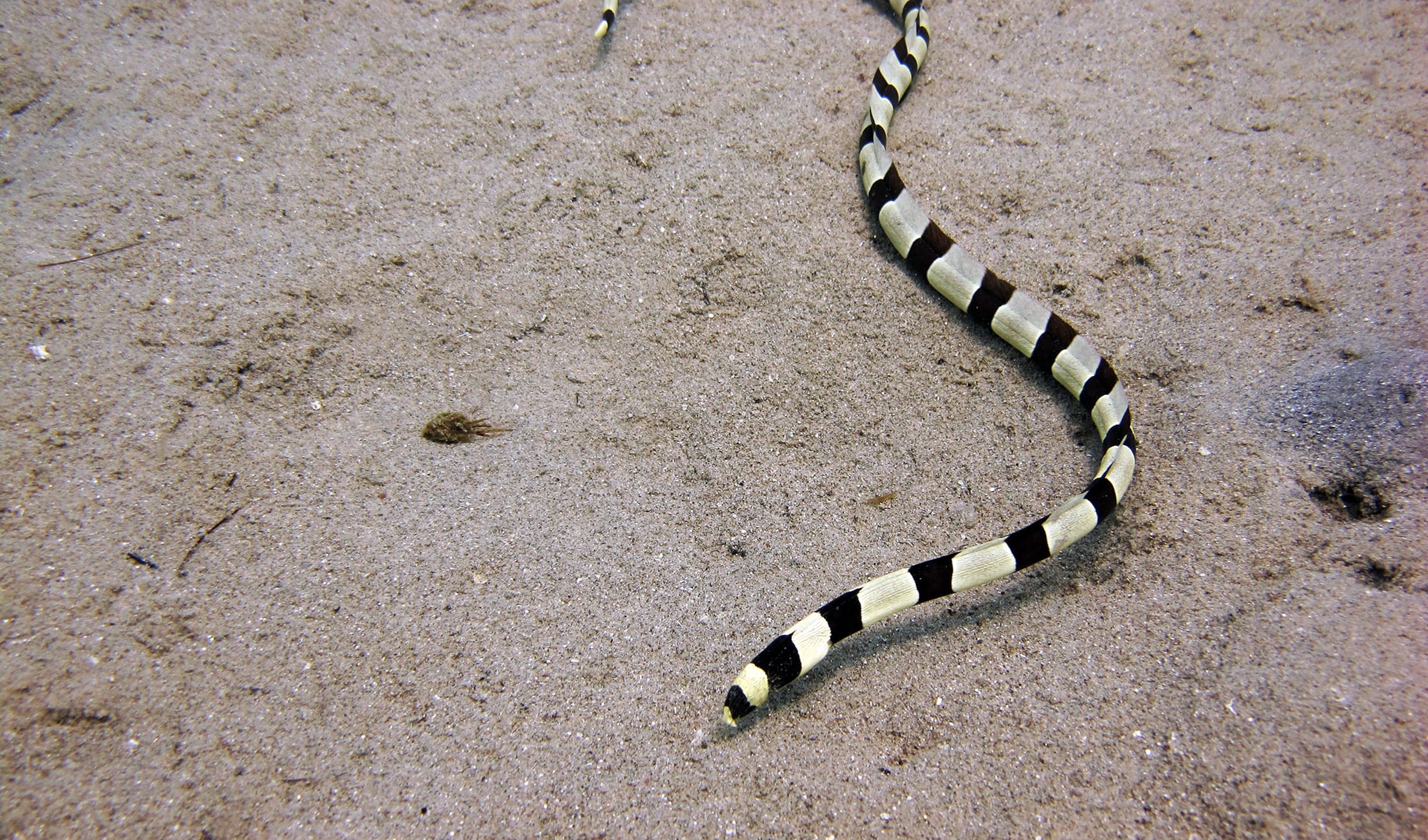 Scientists discover snake eels can burst through predator’s stomach