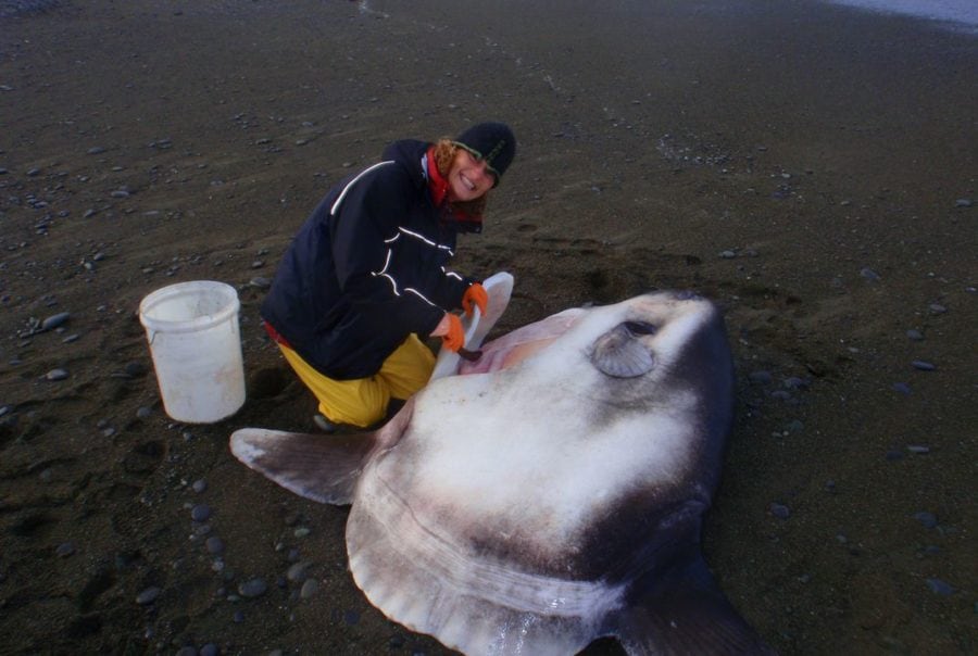 Picture Of Sunfish - papercave