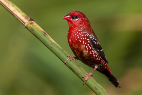 green strawberry finch