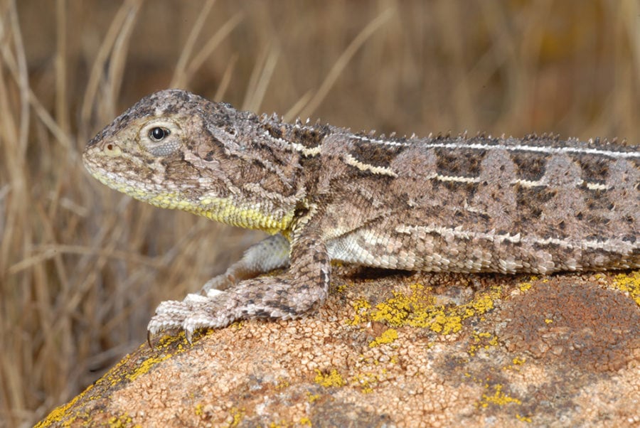 These 20 Australian reptiles are set to disappear by 2040 - Australian