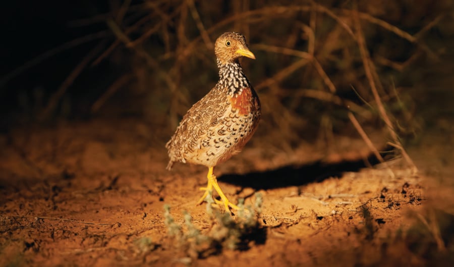 Near-extinct Aussie birds released back into wild picture