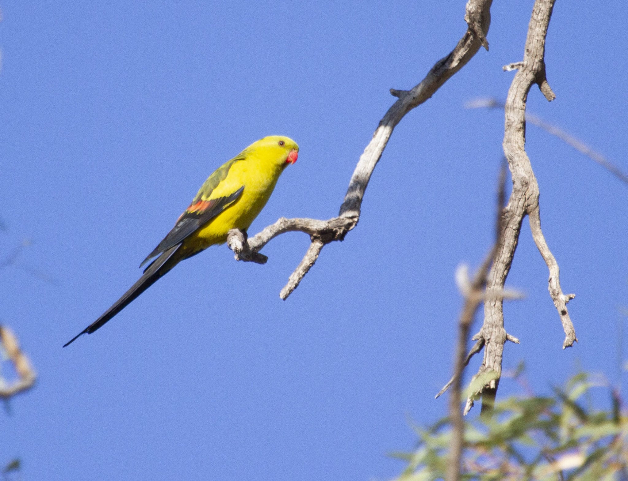 Regent parrots thriving in SA wetland - Australian Geographic