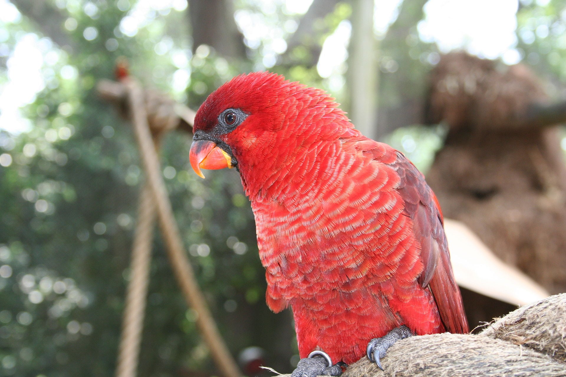 The dusky lory looks like a bird born from embers - Australian Geographic