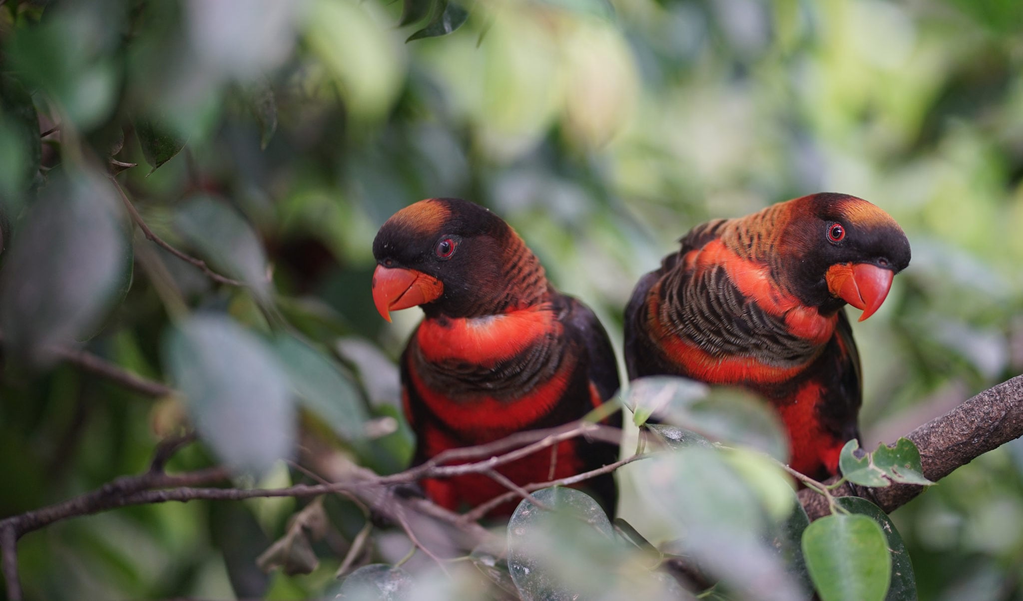 The dusky lory looks like a bird born from embers - Australian Geographic