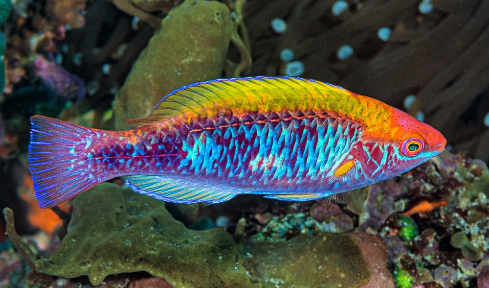 Fairy wrasses are real-life rainbow fish - Australian Geographic
