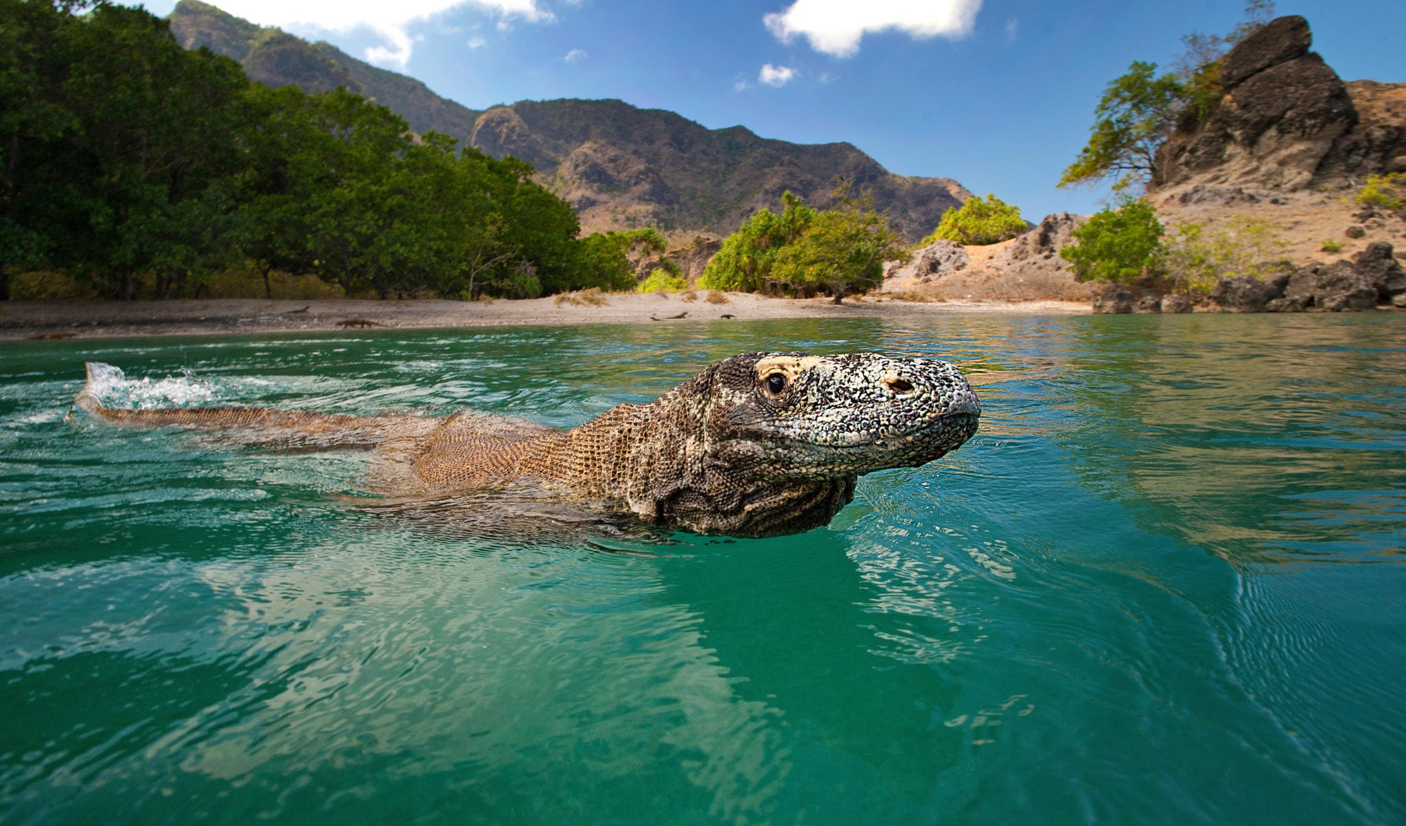 tourist-attacked-by-eight-foot-long-komodo-dragon-as-beast-clamped-its