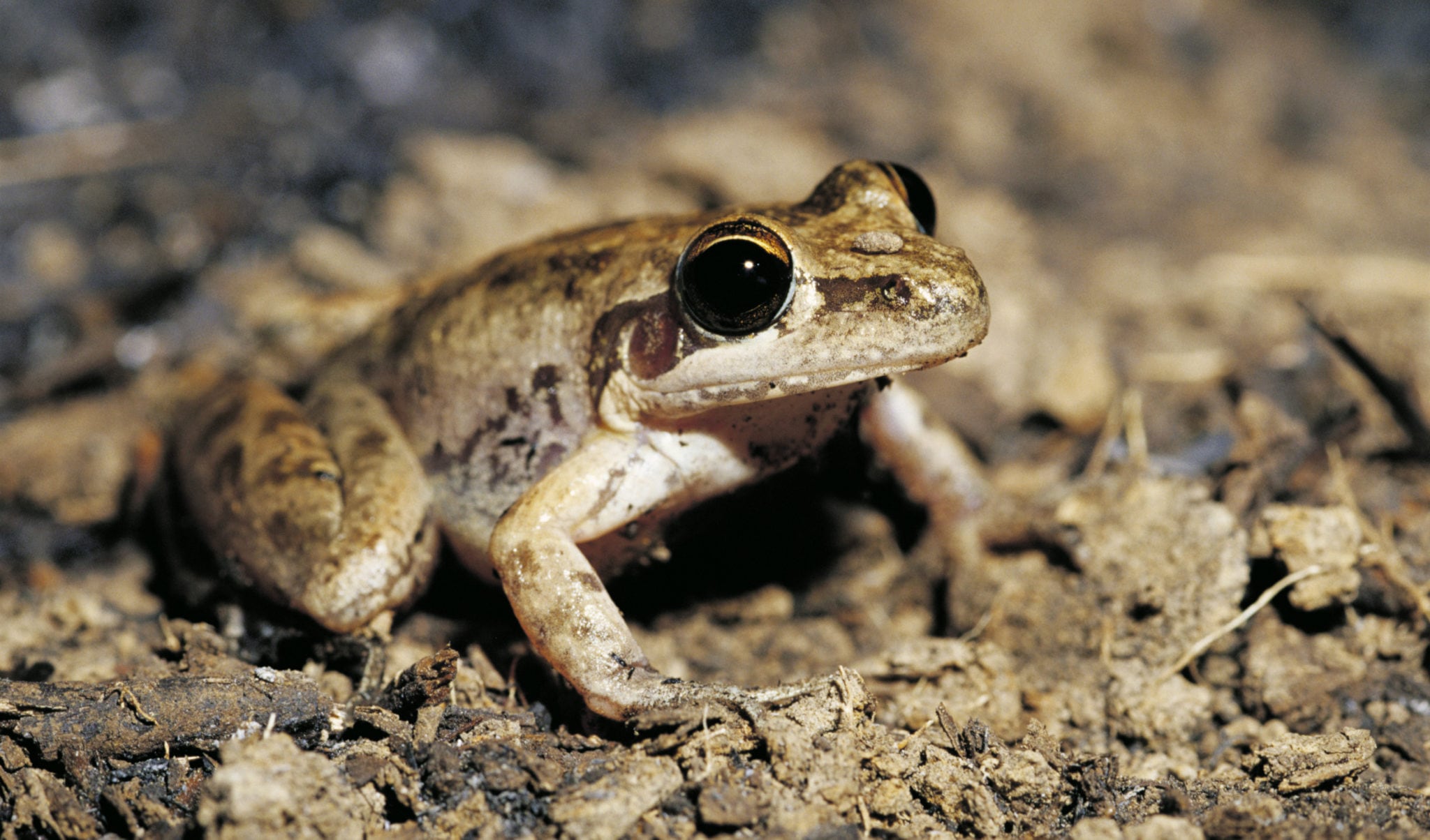 Endangered Australian frogs persist despite bushfire catastrophe