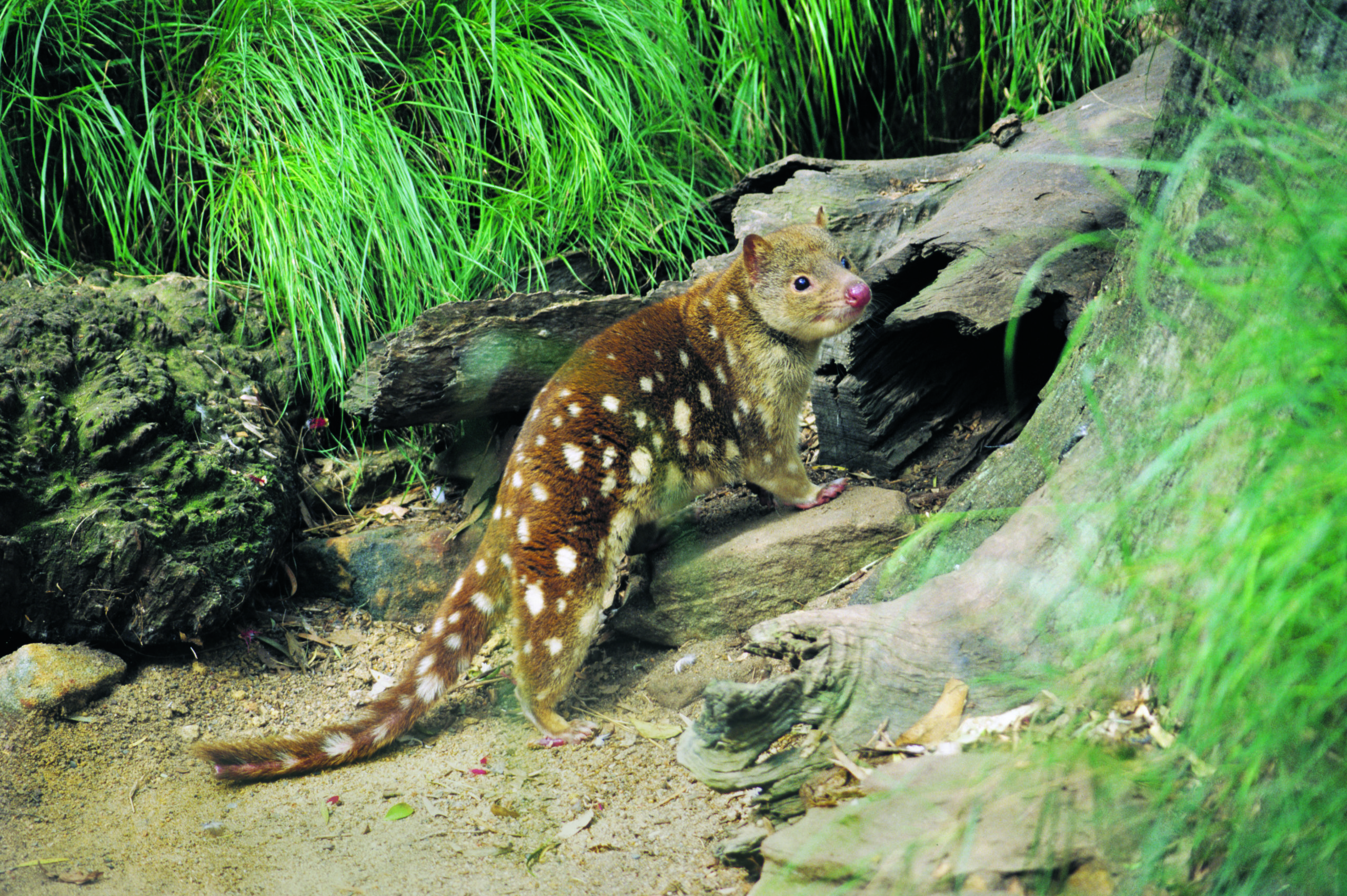 far-north-queensland-wildlife-conservation-australian-geographic