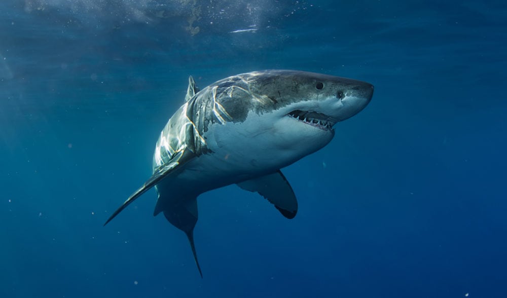 Shark bite fatalities have tripled. Should we be worried? - Australian ...