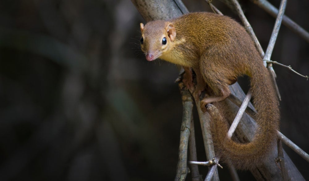 Treeshrews love spicy food and can’t get drunk - Australian Geographic