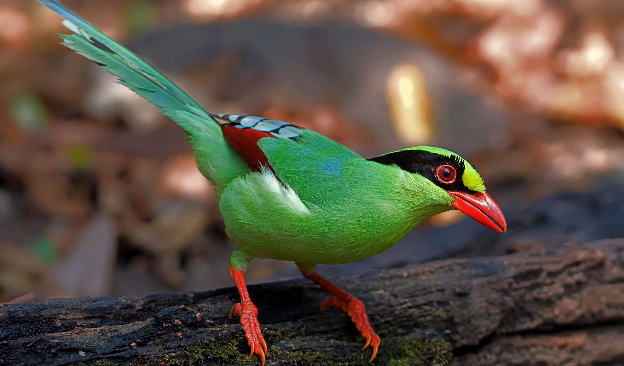 the-common-green-magpie-is-anything-but-australian-geographic