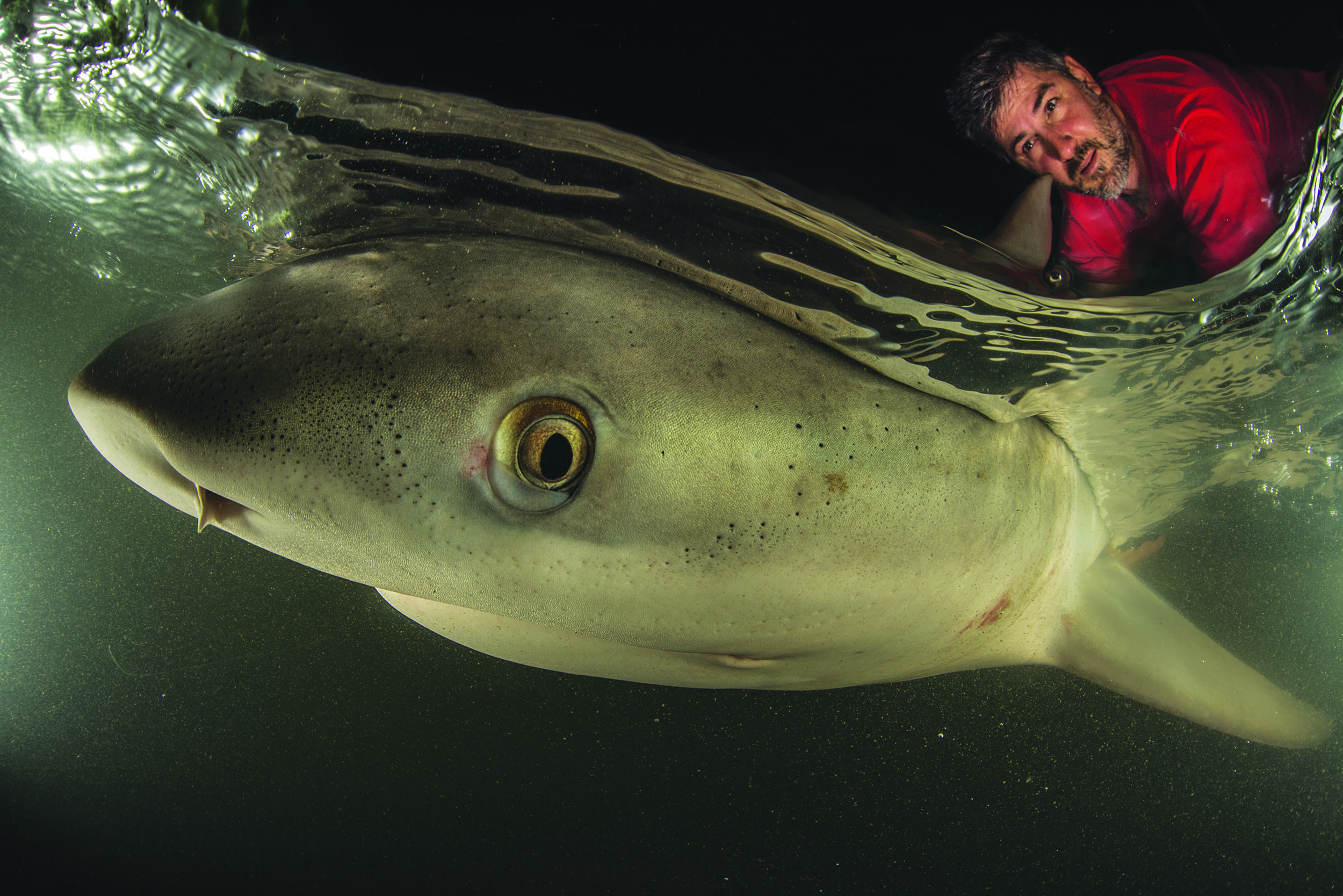 Sharks Found Living in Sponges in Australia - The New York Times