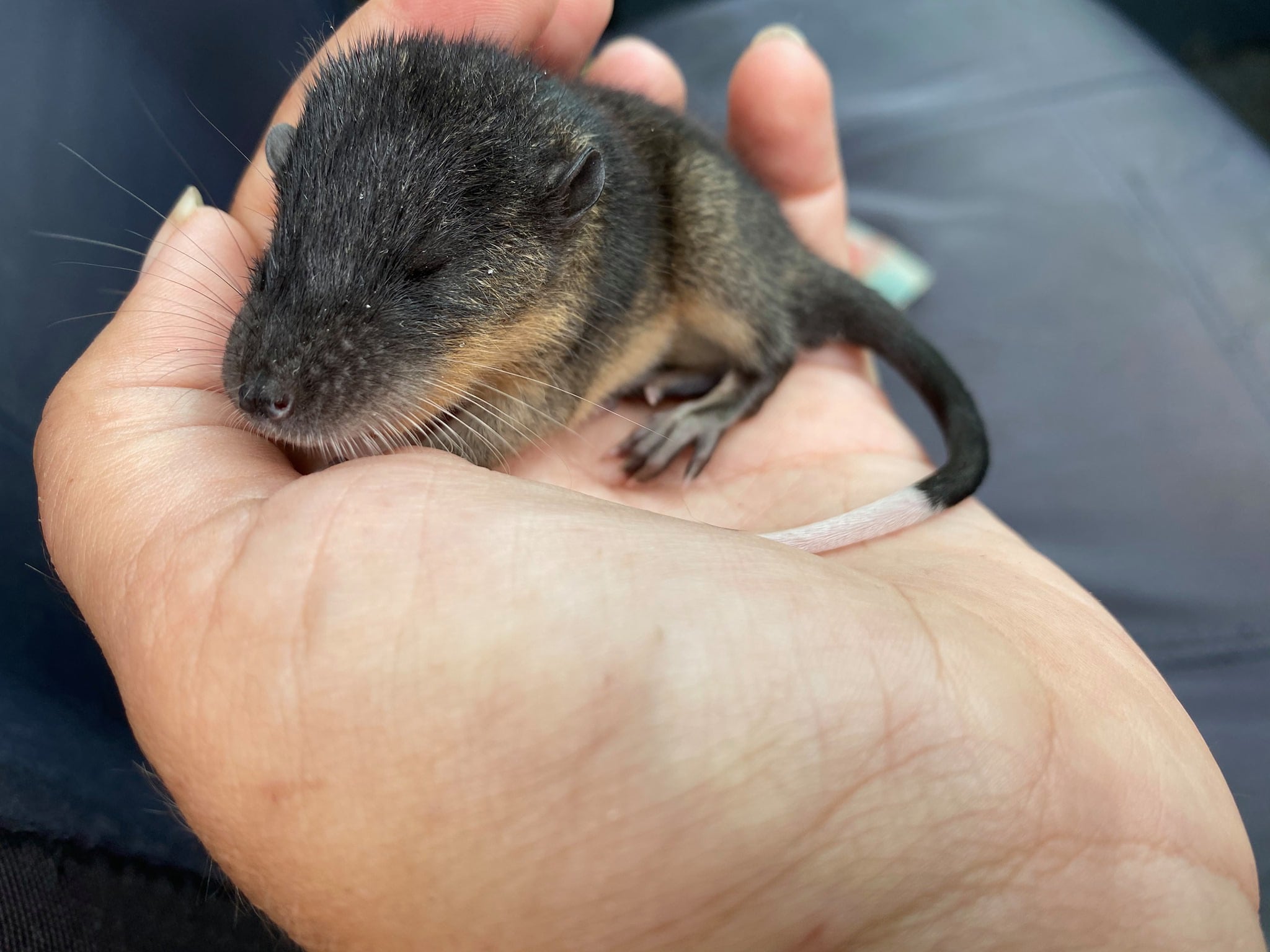 Rakali pups are too cute to handle - Australian Geographic