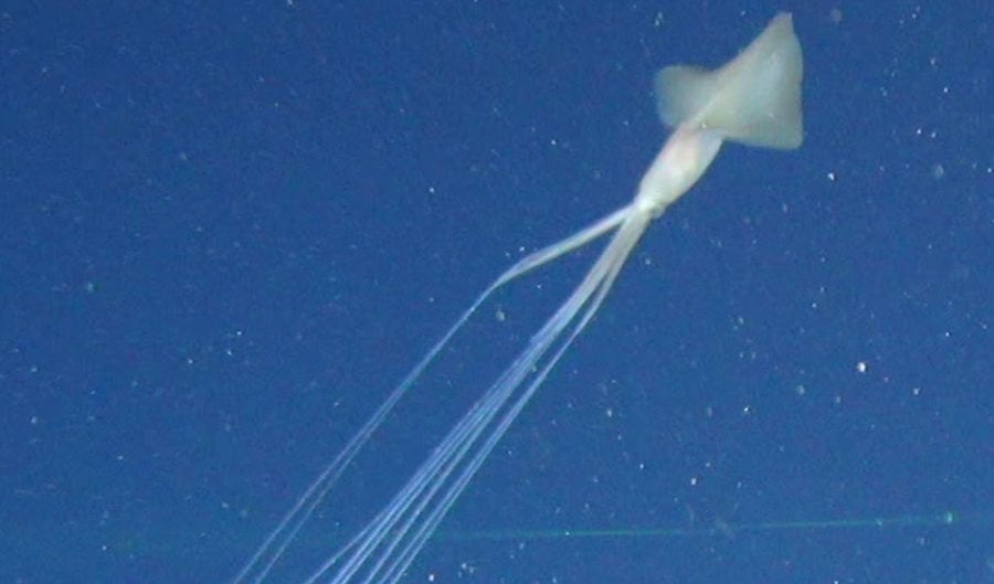 scientists-spot-a-cluster-of-bigfin-squids-in-australian-waters-for-the