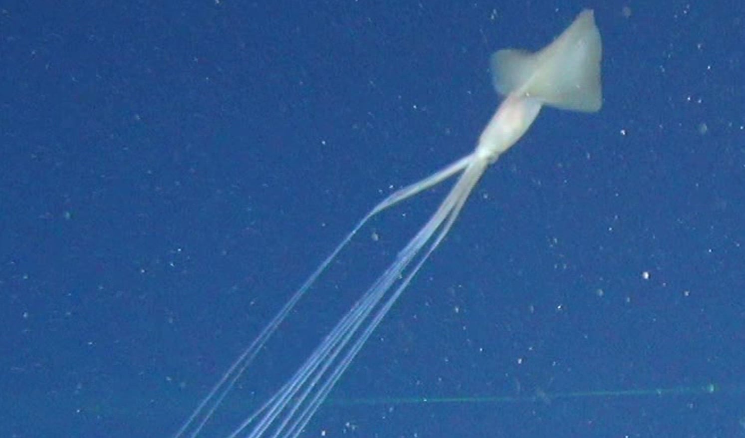 Scientists spot a cluster of bigfin squids in Australian waters for the ...