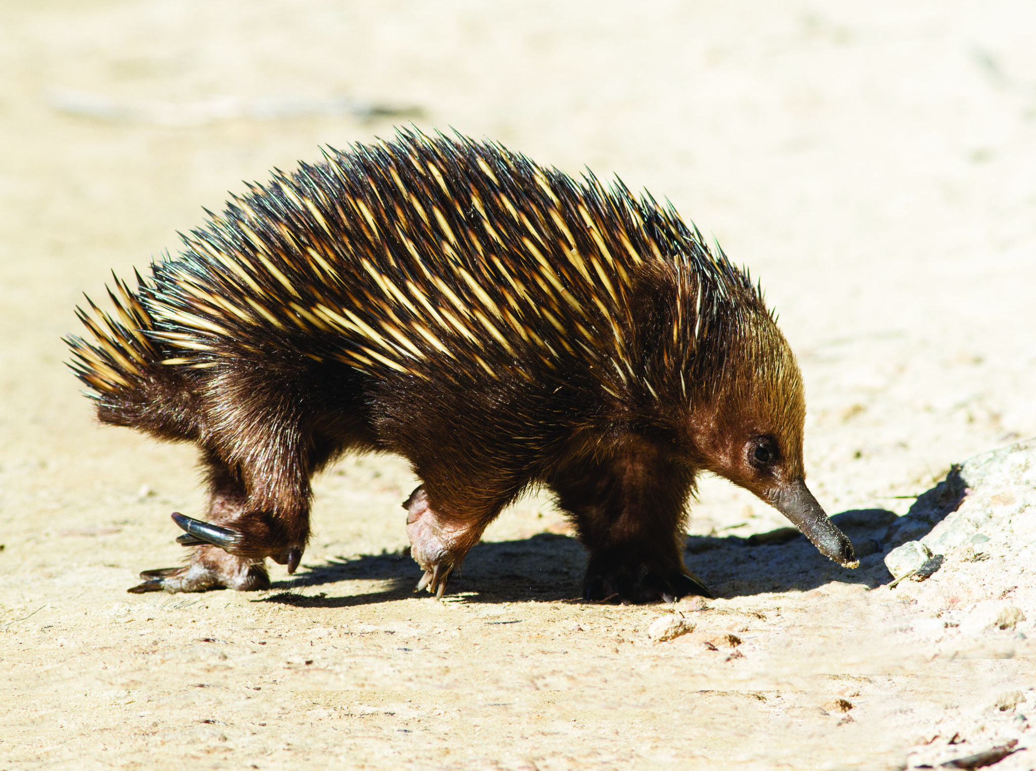 echidna teddy