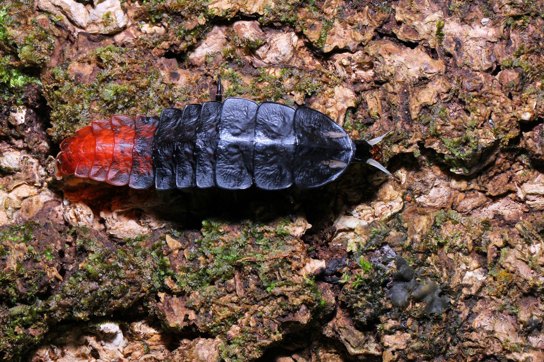 This giant firefly looks even weirder in the light - Australian Geographic