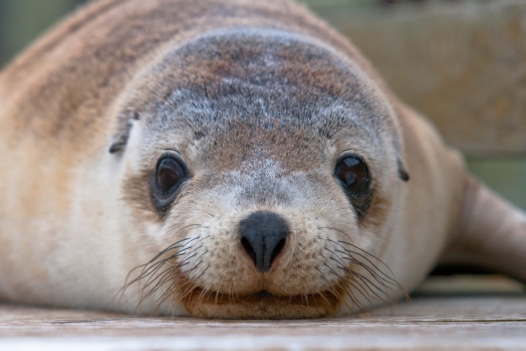 Kangaroo Island Wildlife And Conservation - Australian Geographic