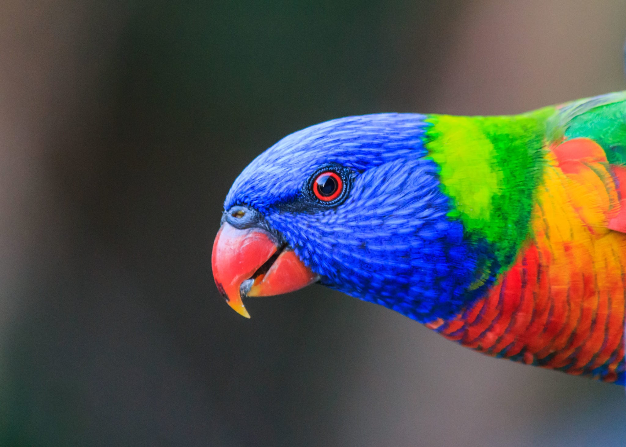 Lorikeets: Four things you didn’t know about them