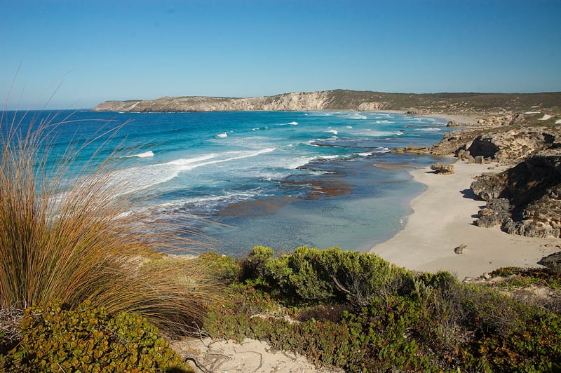 Kangaroo Island Wildlife and Conservation, South Australia Australian