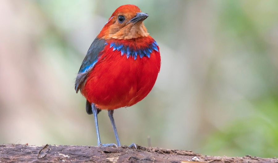 The Ƅlue-Ƅanded pitta has already got its Christмas juмper on - Australian  Geographic